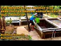 Download Lagu STRATEGI MENDAPATKAN INDUKAN IKAN NILA BERKUALITAS DENGAN HARGA MURAH, HASIL NONSTOP - PANEN TERUS