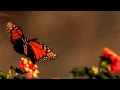 Download Lagu Slow motion Butterfly in flight