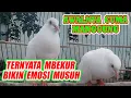 Download Lagu SUARA BURUNG PUTER MATA MERAH MANGGUNG !!! BIKIN EMOSI LAWAN ll SUARA BURUNG PUTER MERDU