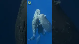 ما لا تعرفه عن الحوت الازرق دندنها