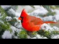 Download Lagu Beautiful Relaxing Hymns, Peaceful  Instrumental Music, \