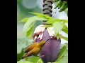 Download Lagu SUARA BURUNG PIJANTUNG PISANG GACORR‼️COCOK BUAT PANCINGAN \u0026 MASTERAN BURUNG LAINNYA.