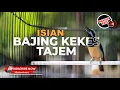 Download Lagu 🔴 Cucak Cungkok Isian Bajing Kekes Tajam Volume Jos