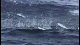 ياأيهاالناس اناخلقناكم من ذكر وأنثى   روعه من روائع الشيخ عبدالباسط عبدالصمد دندنها