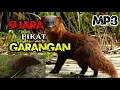 Download Lagu Suara Pikat Garangan || mp3 SUARA GARANGAN JERNIH