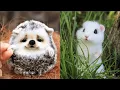 Download Lagu 10 CUCCIOLI DI ANIMALI PIÙ TENERI AL MONDO CHE VORRESTI ADOTTARE