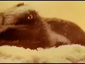 This Song May Or May Not Be About An Alt-Right Influencer - Portraits Of Tracy