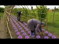 Download Lagu Sweet Grandma and Grandpa are Planting SAFFRON in the Garden