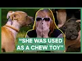 5 Pit Bulls Rescued From A Dog Fighting Group Rushed To The Vet Pit Bulls Parolees
