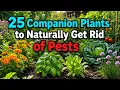 25 Companion Plants That Actually Help Fight Garden Pests Backed by Research