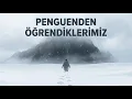 Lagu Bu Penguen Bize Neden Bu Kadar Dokunuyor?