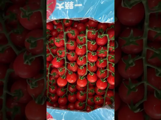 Red Cherry Tomatoes on the Vine | ผักเมืองหนาว พีดี (PD)