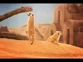 ZOO Plasy - Fantasy golf 4K