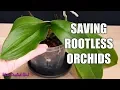 Download Lagu Saving my Phalaenopsis Orchid with limp leaves and no roots - Long discussion about cutting spikes