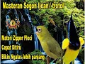 Download Lagu masteran sogon materi Zipper pleci cocok buat sogon ijoan/ trotol