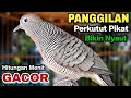 Download Lagu Perkutut Lokal Gacor RAJA PIKAT Ahlinya Bikin Semua Burung Perkutut Gacor Nyaut