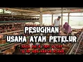 Download Lagu PESUGIHAN USAHA AYAM PETELUR !!! KAYA RAYA TAPI SETIAP TELUR  ADA HARGA NYAWA..