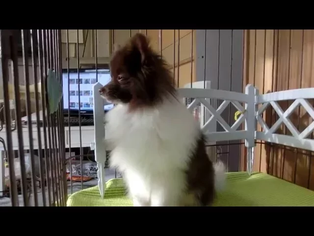 動画