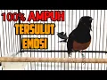 Download Lagu KRETEKAN DAN TEMBAKAN TAJAM MURAI BATU INI 100% SUKSES DONGKRAK EMOSI LAWAN TARUNG