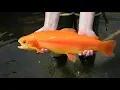 Golden Rainbow Trout Spawning B-roll