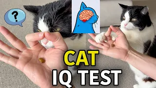 Viral Trend: Testing My Cat's IQ