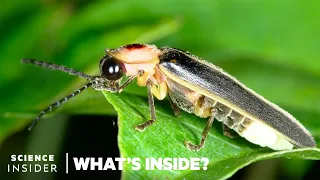 Download What's Behind The Firefly's Glow | What's Inside MP3