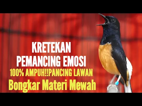 Download MP3 KRETEKAN MURAI BATU EMOSI AMPUH LANGSUNG BONGKAR ISIAN