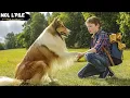 Download Lagu كلبة ذكية تحب صاحبها بجنون♥️ لكن الأب يبعدها عن المنزل😰فتقوم بالمستحيل للرجوع  لصاحبها😢||🎦 𝐋𝐚𝐬𝐬𝐢𝐞