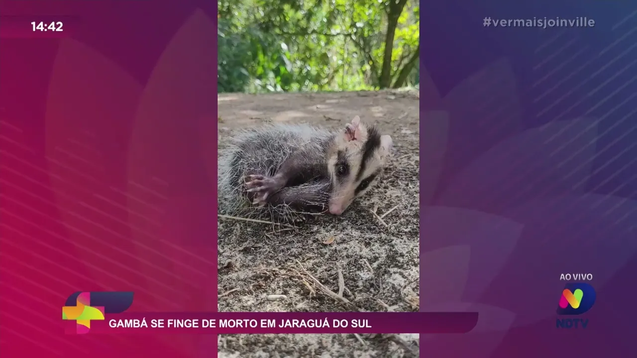 Gambá se finge de morto em Jaraguá do Sul