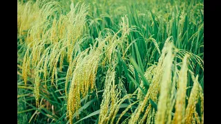 scientific cultivation of paddy 2 english culture scientifique du paddy