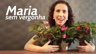MARIA SEM VERGONHA 😅 | Nô Figueiredo