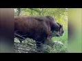 Download Lagu Redford de stier of de honingdas? 🤣 #rufusthebull #redford #koe #boerderij #video #stier