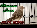 Download Lagu Sanger gacor untuk masteran Dan Pancingan Burung Sanger Muda.