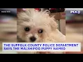 Puppy stolen from Long Island pet shop