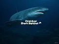 First-Ever Footage of Elusive Predator Shark
