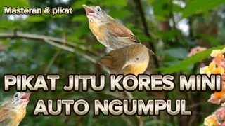 suara pikat kores mini gacor ribut suara pikat burcil ampuh jenggot mini ciung air