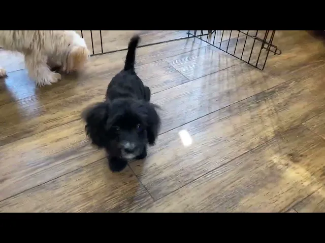 動画