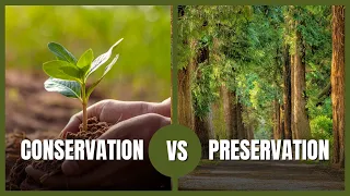 Are You Missing Out Conservation vs Preservation Explained