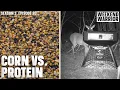 Corn vs Protein When Feeding Deer Over Winter
