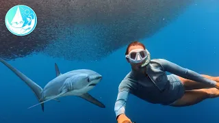 Costa Rica dolphins Tuna and a Shark encounter