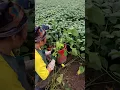 Download Lagu Early Morning Hard Work On Soybean Farm #satisfying #shortsvideo