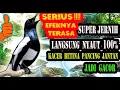 Download Lagu SUARA KACER BETINA MEMANGGIL JANTAN SUPER JERNIH AMPUH