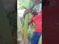 Download Lagu coconut toddy 🥥🥥#trending #viral #coconut #tree #new #beauty