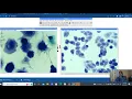 ImageJ Browser for Morphology Analysis