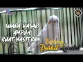 Lagu Burung Parkit Konslet suara kasar cocok untuk masteran