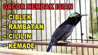 masteran konin gacor full nembak isian rambatan ciblek cocok buat pancingan konin agar bunyi