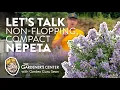 Let s Talk Compact Non-flopping Varieties of Nepeta Garden Guru Sean at The Gardener s Center