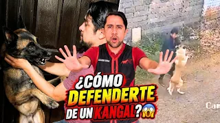 ¿Cómo defenderte de un Kangal Turco? 😱 