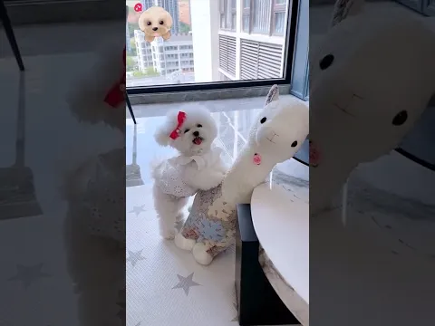 Cute dog. #shortsshorts #viralvideo #viralshorts #funydog1010 #poodle #usadogs #pets #cute #puppy