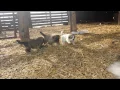 Great pyrenees german shepherd puppies